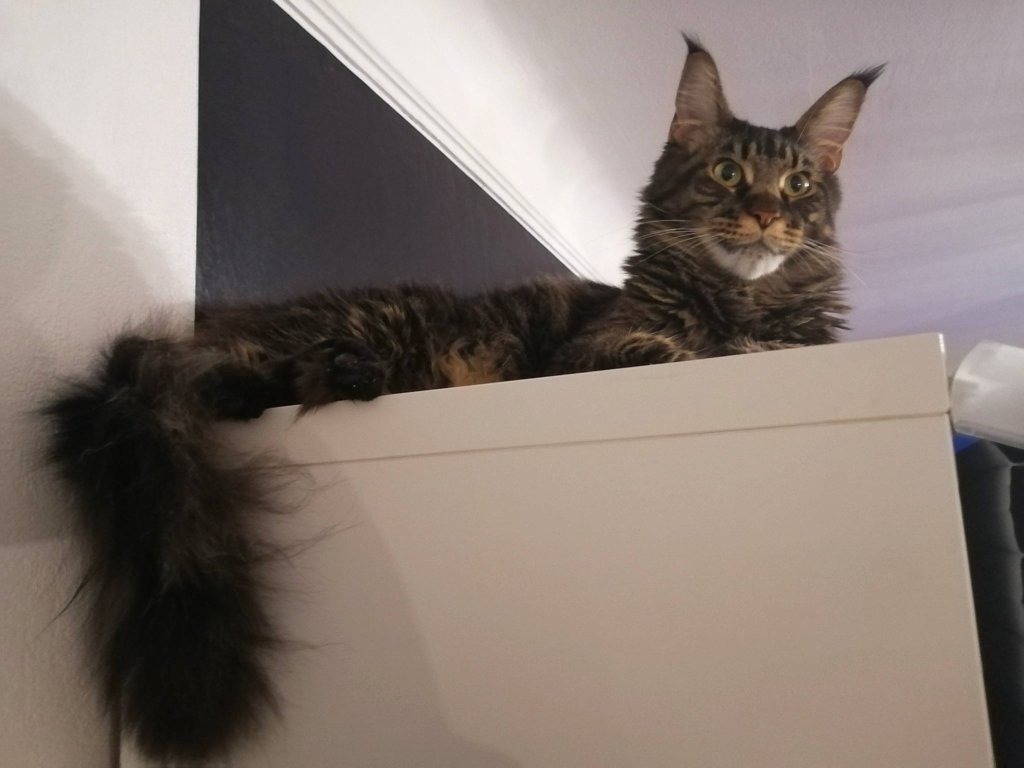 Pétra participe au concours pour gagner de l'argent avec cette photo : american_shorthair, asian, carnivore, cat, domestic_short_haired_cat, dragon_li, ear, european_shorthair, felidae, fur, kitten, laperm, maine_coon, mammal, norwegian_forest_cat, polydactyl_cat, small_to_medium_sized_cats, tabby_cat, whiskers