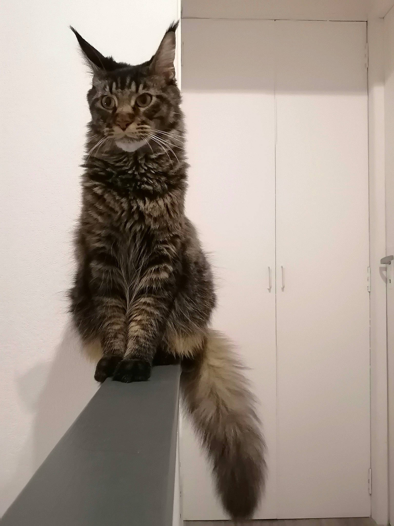 Pétra a rejoint le concours — aidez-le/la à gagner de superbes lots ! asian, british_semi_longhair, carnivore, cat, domestic_long_haired_cat, domestic_short_haired_cat, european_shorthair, felidae, fur, kitten, laperm, maine_coon, mammal, norwegian_forest_cat, polydactyl_cat, siberian, small_to_medium_sized_cats, tabby_cat, tail, whiskers