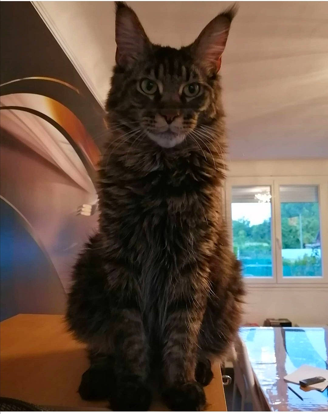 Pétra participe au concours pour gagner de l'argent avec cette photo : asian, carnivore, cat, domestic_short_haired_cat, european_shorthair, felidae, fur, kitten, maine_coon, mammal, small_to_medium_sized_cats, tabby_cat, whiskers