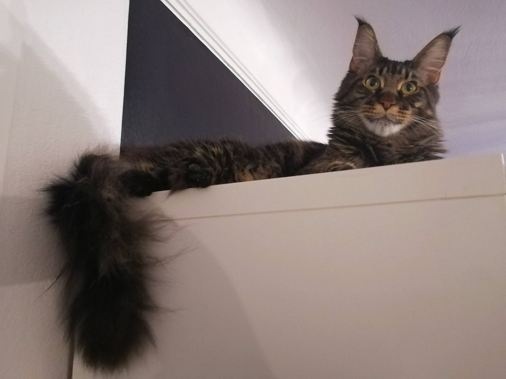 Pétra participe au concours pour gagner de l'argent avec cette photo : asian, carnivore, cat, domestic_long_haired_cat, domestic_short_haired_cat, dragon_li, ear, european_shorthair, felidae, fur, kitten, maine_coon, mammal, norwegian_forest_cat, polydactyl_cat, siberian, small_to_medium_sized_cats, tabby_cat, tail, whiskers