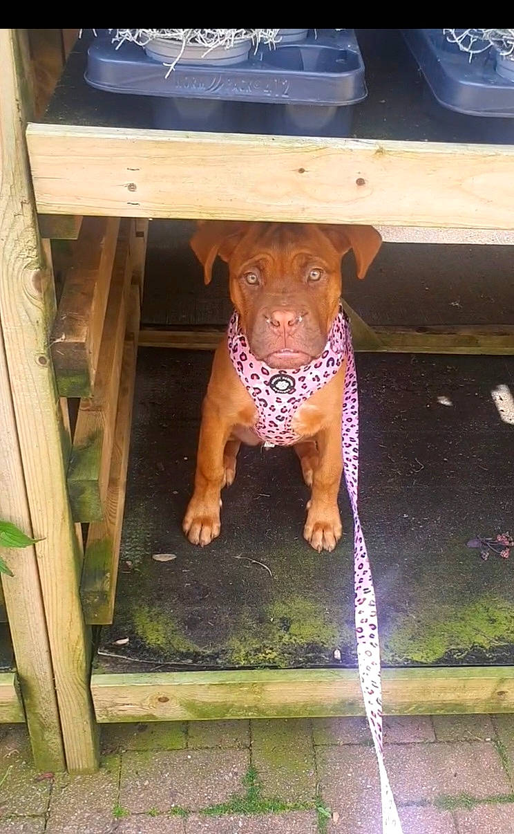 Missy joined the competition — help win amazing prizes! art, canidae, carnivore, companion_dog, dog, dog_breed, fawn, grass, magenta, outdoor_furniture, snout, sporting_group, table, tail, terrestrial_animal, wood, wood_stain, working_animal