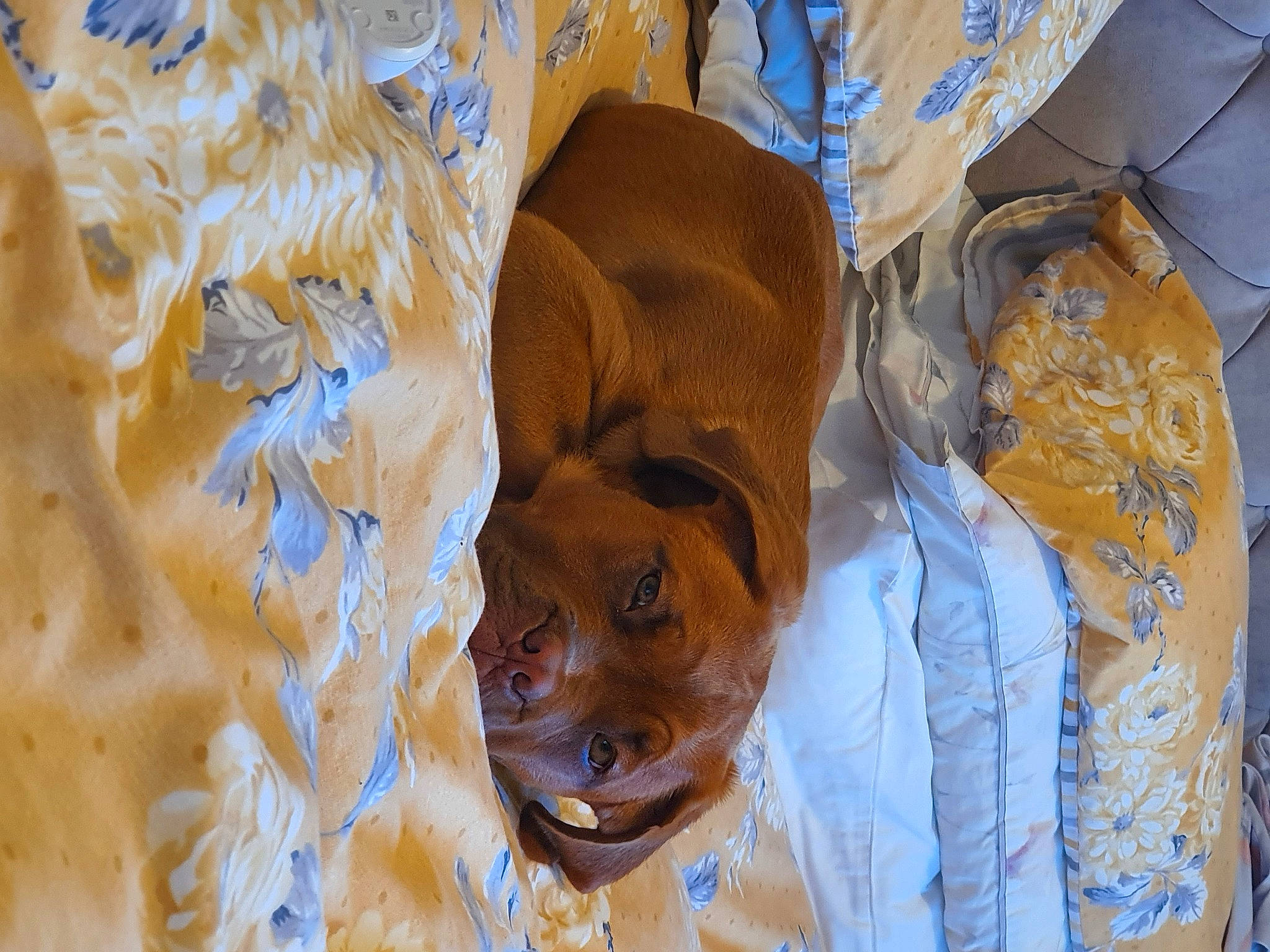 Missy joined the competition — help win amazing prizes! art, fawn, fun, fur, happy, illustration, leisure, linens, mural, orange, painting, pattern, plant, smile, sporting_group, toy, tree, visual_arts, wood, working_animal