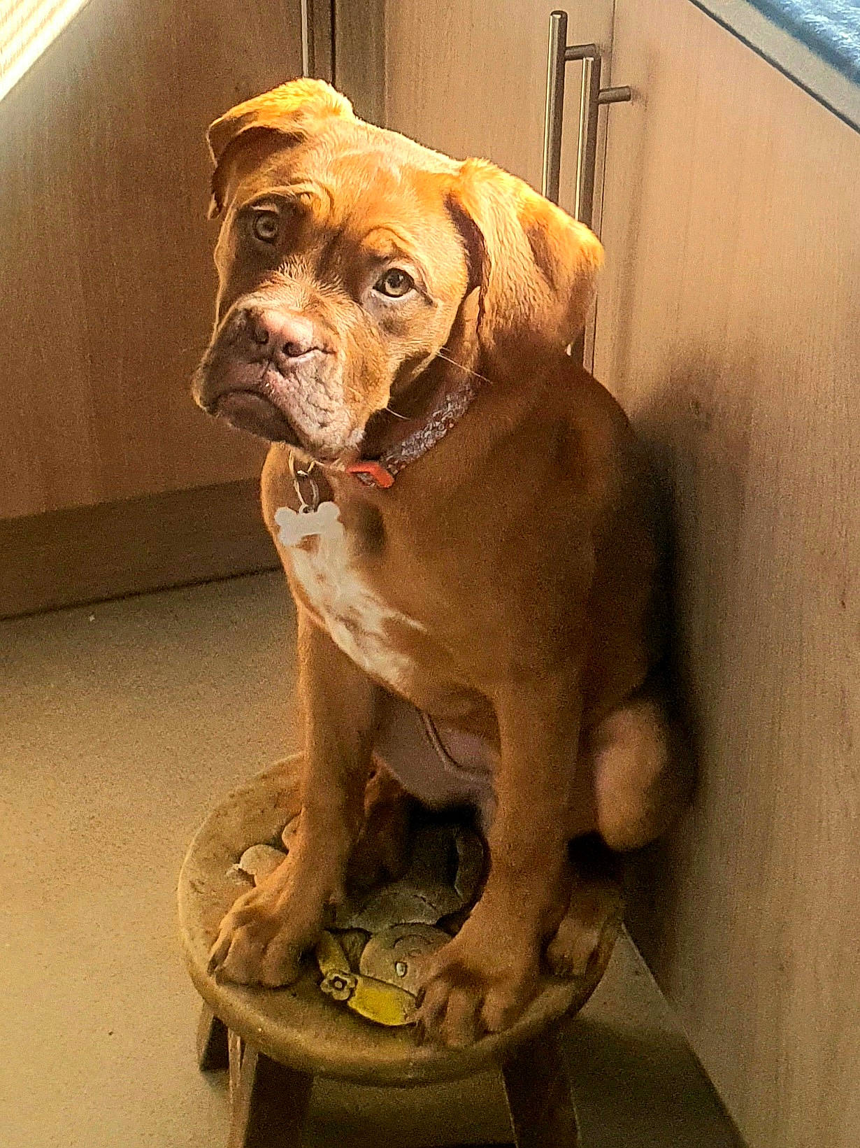 Missy joined the competition — help win amazing prizes! ancient_dog_breeds, canidae, carnivore, companion_dog, dog, dog_breed, dog_collar, fawn, flooring, fur, liver, molosser, non_sporting_group, pet_supply, snout, sporting_group, wood, working_animal, working_dog, wrinkle