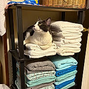 Bandit joined the competition — help win amazing prizes! cat, black_and_white_cat, towels, folded_towels, laundry_shelf, laundry_room, laundry_detergent, basket, stack, organized, shelf, indoor, pet, animal, curious, cozy, clean, household, fabric, white_towels