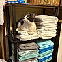 cat, black_and_white_cat, towels, folded_towels, laundry_shelf, laundry_room, laundry_detergent, basket, stack, organized, shelf, indoor, pet, animal, curious, cozy, clean, household, fabric, white_towels