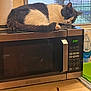 Bandit joined the competition — help win amazing prizes! cat, sleeping, microwave, kitchen, window, domestic, countertop, appliance, black_and_white, fur, resting, home_interior, daylight, quiet, relaxed, pet, indoor, cozy, still_life, household