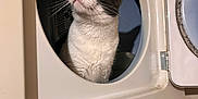 Bandit joined the competition — help win amazing prizes! cat, laundry, dryer, appliance, black_and_white, pet, curious, indoor, household, whiskers, fur, ears, eyes, door, metal, home, cleaning, domestic, cute, animal