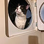 cat, laundry, dryer, appliance, black_and_white, pet, curious, indoor, household, whiskers, fur, ears, eyes, door, metal, home, cleaning, domestic, cute, animal