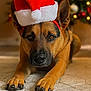 dog, santa_hat, christmas_tree, holiday, festive, pet, carpet, brown_dog, indoors, blurred_background, close_up, cute, animal, portrait, christmas_decor, soft_lighting, relaxed, holiday_season, domestic_animal, winter