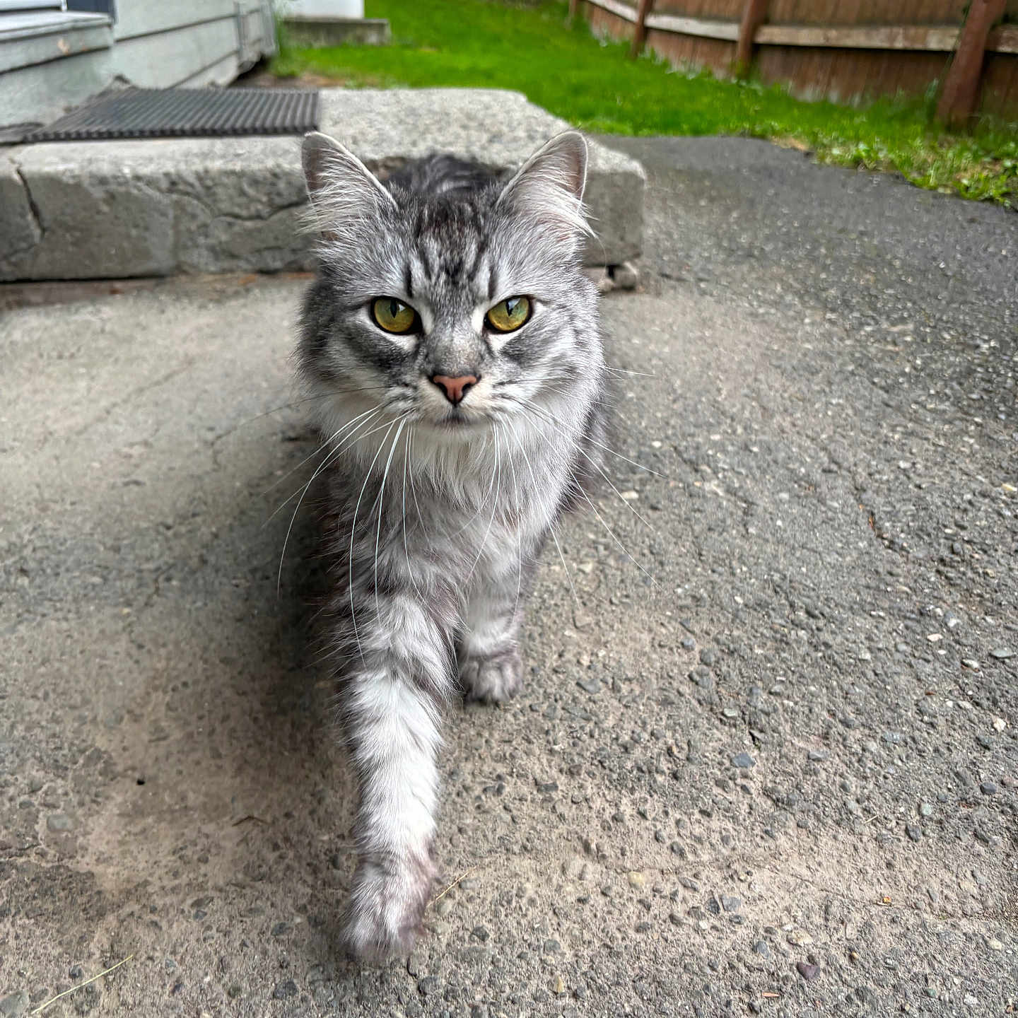 Akua joined the competition — help win amazing prizes! animal, backyard, cat, closeup, concrete, curious, daylight, ears, eyes, fence, fur, grass, mammal, nature, outdoor, pet, silver_tabby, tail, walking, whiskers