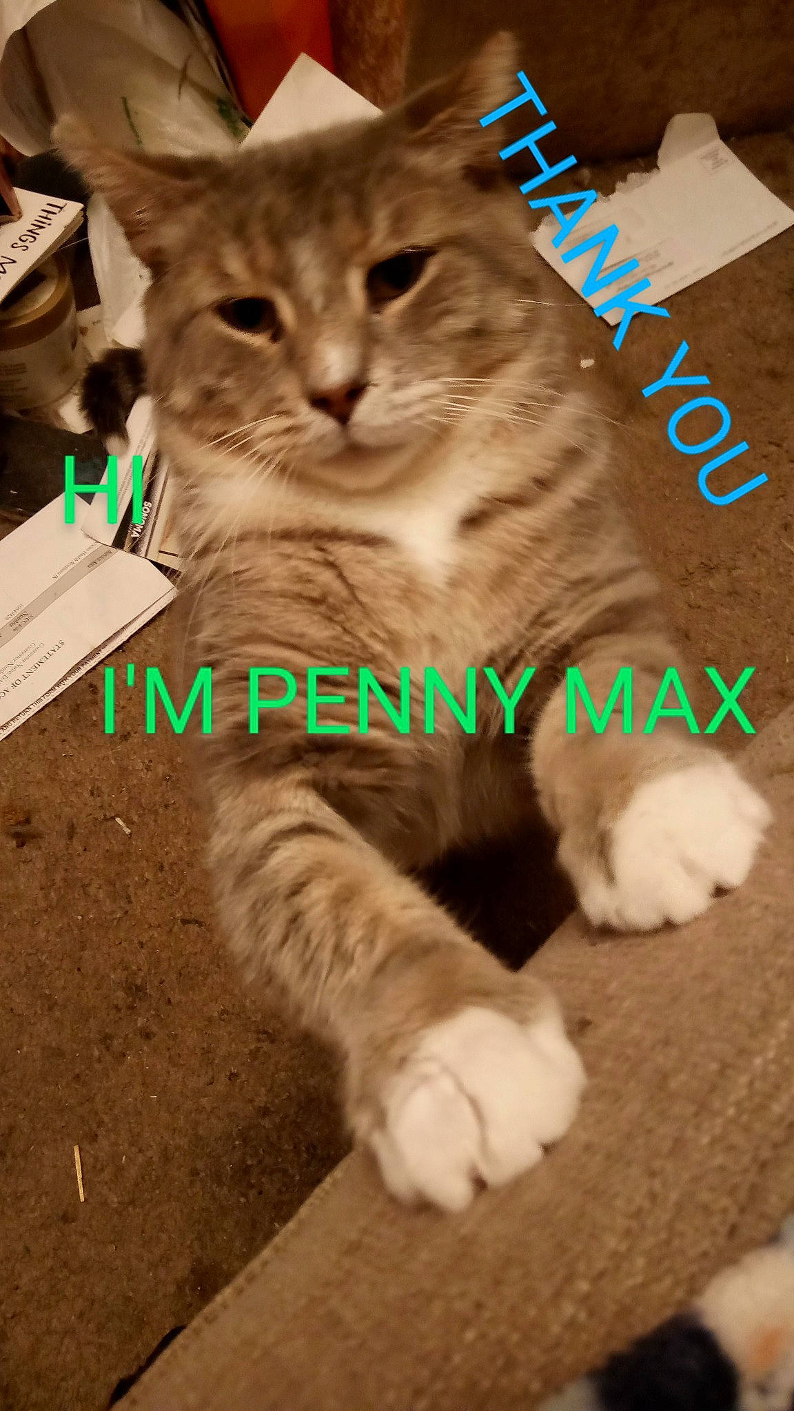 Sebastian joined the competition — help win amazing prizes! carnivore, cat, claw, domestic_short_haired_cat, event, fawn, felidae, font, fur, paw, photo_caption, plant, sitting, small_to_medium_sized_cats, snout, tail, terrestrial_animal, tree, whiskers, wildlife