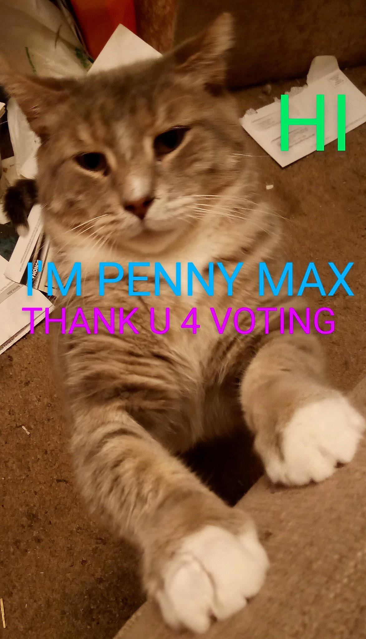 Sebastian joined the competition — help win amazing prizes! carnivore, cat, claw, domestic_short_haired_cat, fawn, felidae, font, fur, gesture, mammal, organism, paw, photo_caption, small_to_medium_sized_cats, snapshot, snout, tail, terrestrial_animal, vertebrate, whiskers