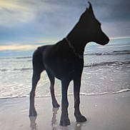 César participe au concours pour gagner de l'argent avec cette photo : dog, beach, silhouette, water, sand, ocean, sky, cloudy, reflection, animal, standing, outdoor, nature, wave, collar, pet, canine, shore, twilight, landscape