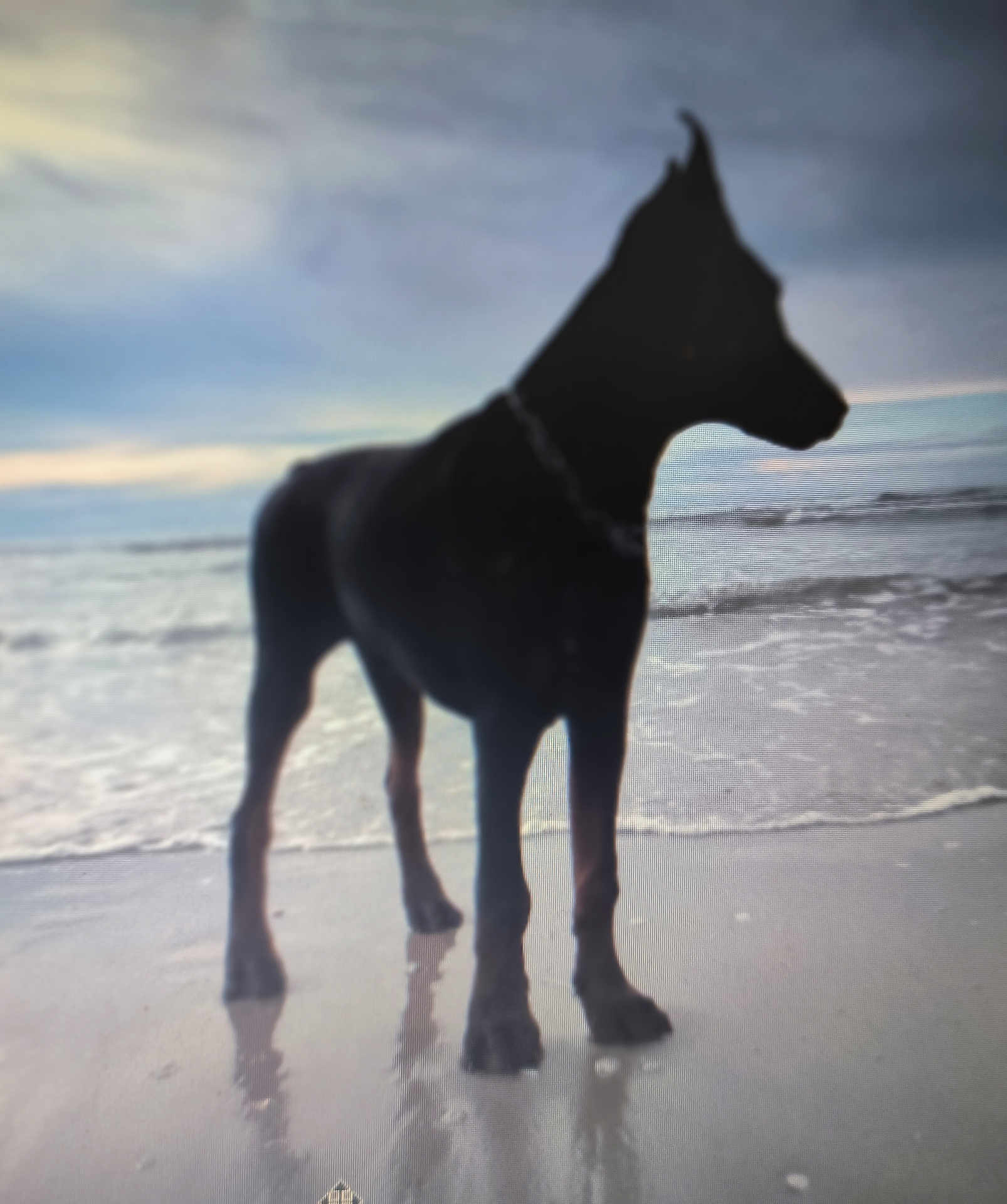 César participe au concours pour gagner de l'argent avec cette photo : dog, beach, silhouette, water, sand, ocean, sky, cloudy, reflection, animal, standing, outdoor, nature, wave, collar, pet, canine, shore, twilight, landscape