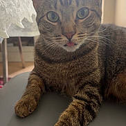 Carly joined the competition — help win amazing prizes! cat, tabby, pet, indoor, animal, feline, tongue_out, green_eyes, whiskers, paws, curious, relaxed, table, lace_tablecloth, window, natural_light, fur, closeup, domestic_cat, resting