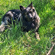 Viggo a rejoint le concours — aidez-le/la à gagner de superbes lots ! alert, animal, canine, companion, daylight, dog, ears, friendly, fur, german_shepherd, grass, greenery, lying_down, mammal, nature, outdoor, pet, summer, sunlight, wildlife