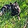 Viggo