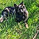 Viggo