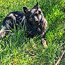 alert, animal, canine, companion, daylight, dog, ears, friendly, fur, german_shepherd, grass, greenery, lying_down, mammal, nature, outdoor, pet, summer, sunlight, wildlife