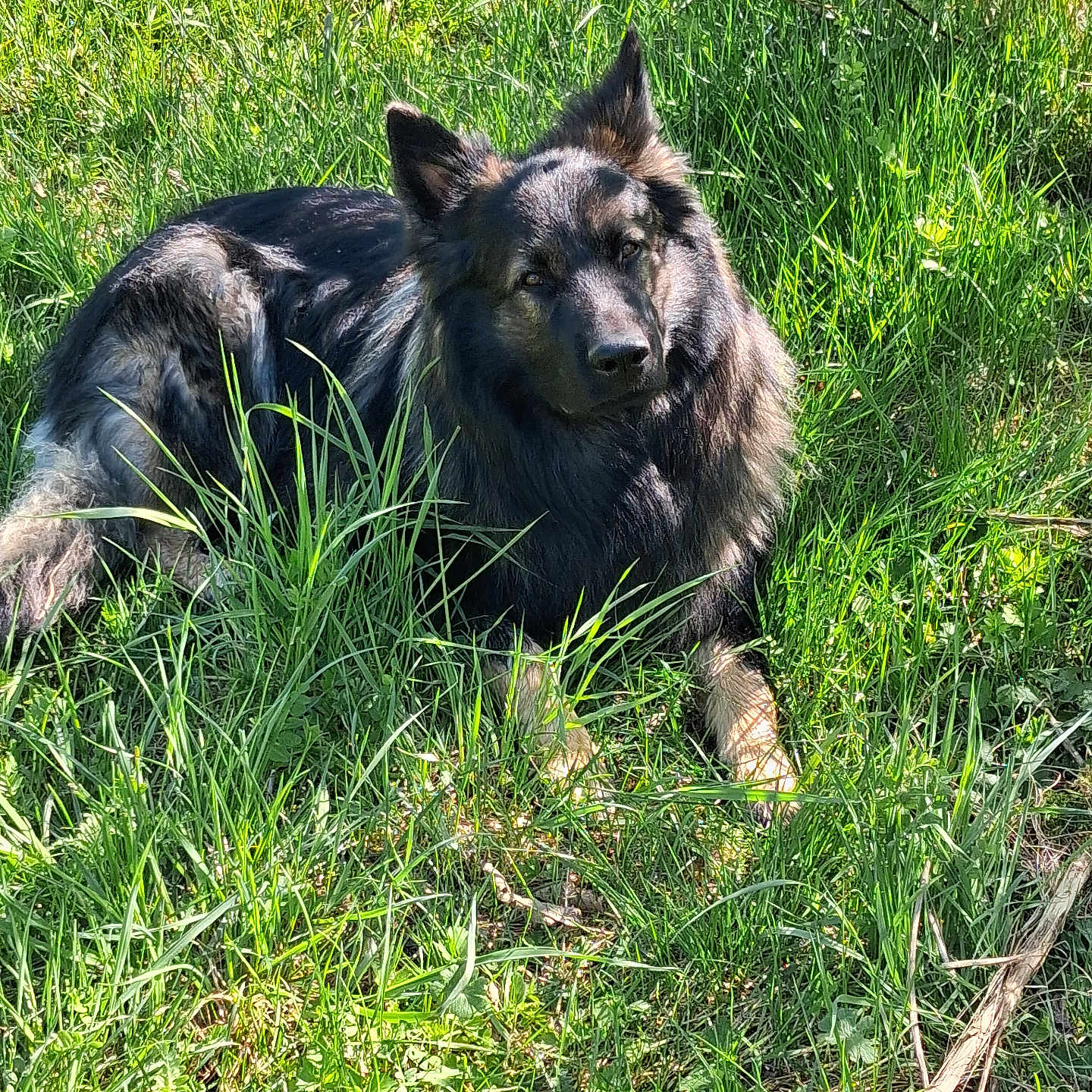 Viggo