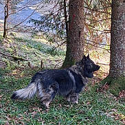Viggo a rejoint le concours — aidez-le/la à gagner de superbes lots ! bark, canine, dog, evergreen, forest, fur, grass, leaves, moss, nature, outdoor, park, profile, snout, standing, sunlight, tail, tree_trunk, trees, woodland