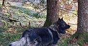 Viggo a rejoint le concours — aidez-le/la à gagner de superbes lots ! bark, canine, dog, evergreen, forest, fur, grass, leaves, moss, nature, outdoor, park, profile, snout, standing, sunlight, tail, tree_trunk, trees, woodland