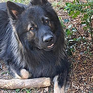 Viggo participe au concours pour gagner de l'argent avec cette photo : animal, black, canine, closeup, curious, dog, ears, expression, fur, grass, ground, leaves, nature, nose, outdoor, paw, pet, resting, stick, tan