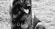 Viggo participe au concours pour gagner de l'argent avec cette photo : animal, ball, bodypart, canine, dog, football, germanshepherd, grass, husky, mouth, person, pet, plant, policedog, puppy, soccer, soccerball, sport, tongue