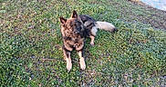 Viggo participe au concours pour gagner de l'argent avec cette photo : animal, canine, dog, field, germanshepherd, grass, grassland, herbal, herbs, nature, outdoors, pet, plant, policedog, puppy, slate, yard