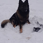 Viggo participe au concours pour gagner de l'argent avec cette photo : animal, backyard, black_fur, brown_fur, cold, dog, ear, fence, fluffy, outdoor, paw, pet, playful, portrait, rope_toy, sitting, snow, snowy_background, tail, winter