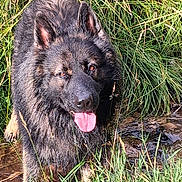 Viggo participe au concours pour gagner de l'argent avec cette photo : animal_portrait, black_dog, close_up, dark_fur, dog, ears, grass, long_hair, nature, outdoors, panting, playful, shaggy_fur, standing, stream, tall_grass, tongue_out, water, wildlife, woodland
