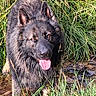 animal_portrait, black_dog, close_up, dark_fur, dog, ears, grass, long_hair, nature, outdoors, panting, playful, shaggy_fur, standing, stream, tall_grass, tongue_out, water, wildlife, woodland