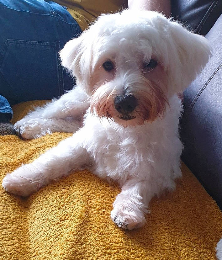 Milo is registered to the contest to win money with this photo: bag, canidae, carnivore, companion_dog, dog, dog_breed, fur, glasses, luggage_and_bags, maltepoo, non_sporting_group, small_terrier, snout, sporting_group, sunglasses, terrier, toy_dog, working_animal