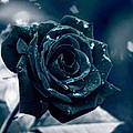 Jean-Claude D. S.