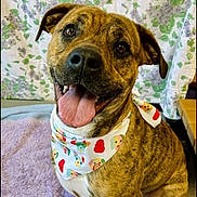 Tali joined the competition — help win amazing prizes! dog, brindle, bandana, tongue_out, happy, pet, indoor, blanket, floral_background, sitting, cute, canine, smiling, fur, animal, domestic_animal, friendly, portrait, close_up, paw