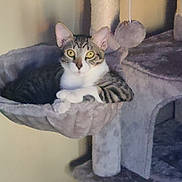 Frisk is registered to the contest to win money with this photo: cat, tabby_cat, cat_tree, hammock, plush_toy, indoor, pet, feline, animal, relaxing, fur, whiskers, ears, alert, cozy, home, sitting, curious, yellow_eyes, furniture