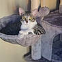 cat, tabby_cat, cat_tree, hammock, plush_toy, indoor, pet, feline, animal, relaxing, fur, whiskers, ears, alert, cozy, home, sitting, curious, yellow_eyes, furniture