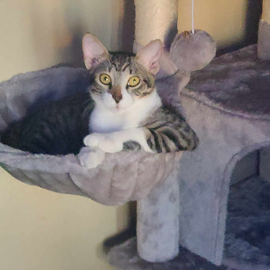 Frisk is registered to the contest to win money with this photo: alert, animal, cat, cat_tree, cozy, curious, ears, feline, fur, furniture, hammock, home, indoor, pet, plush_toy, relaxing, sitting, tabby_cat, whiskers, yellow_eyes