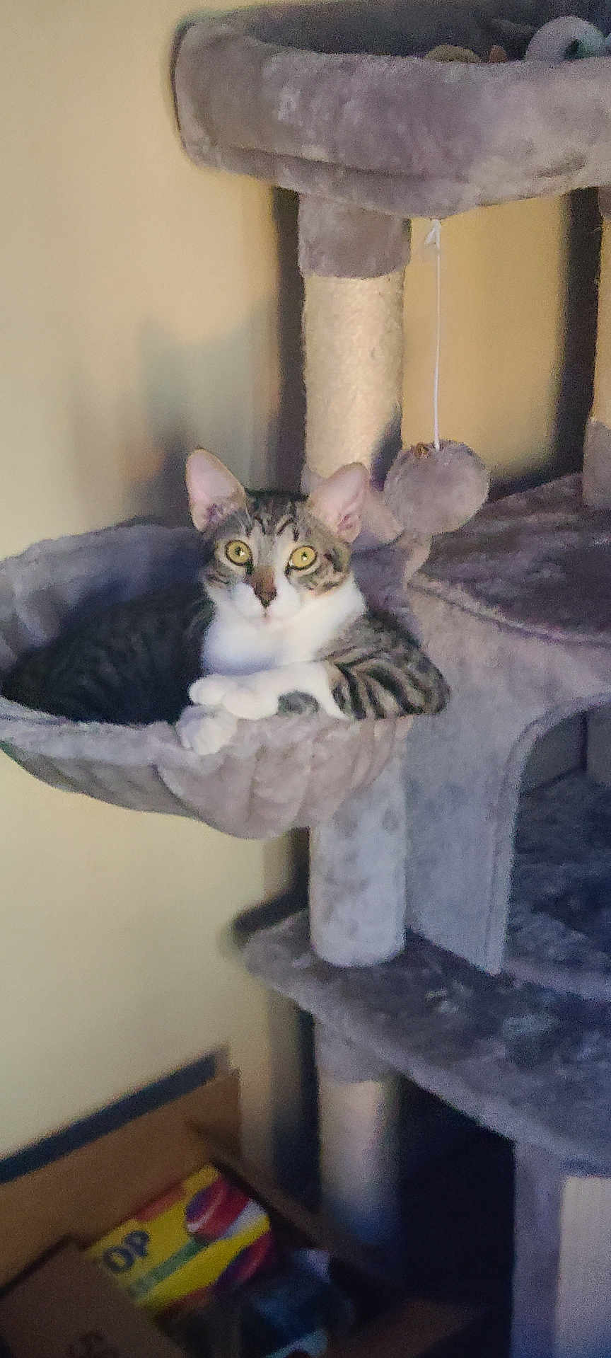 Frisk is registered to the contest to win money with this photo: cat, tabby_cat, cat_tree, hammock, plush_toy, indoor, pet, feline, animal, relaxing, fur, whiskers, ears, alert, cozy, home, sitting, curious, yellow_eyes, furniture