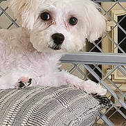 Bentley is registered to the contest to win money with this photo: closeup, cozy, curious, cushion, dog, ears, eyes, face, fluffy, furniture, home, indoor, metal_gate, nose, paw, pet, resting, small_dog, texture, white_dog
