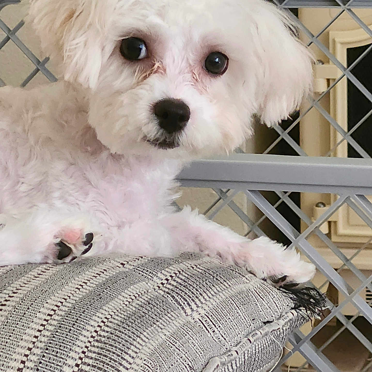 Bentley is registered to the contest to win money with this photo: closeup, cozy, curious, cushion, dog, ears, eyes, face, fluffy, furniture, home, indoor, metal_gate, nose, paw, pet, resting, small_dog, texture, white_dog
