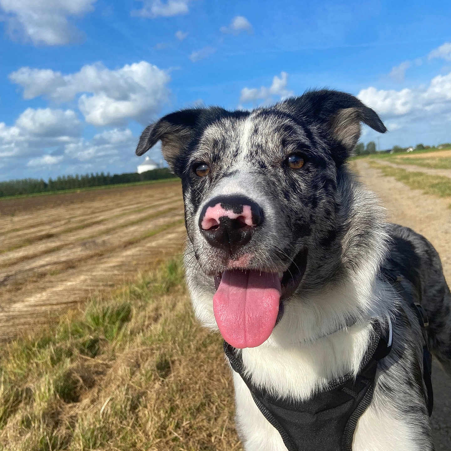 Oslo participe au concours pour gagner de l'argent avec cette photo : animal, bodypart, canine, cloud, dog, face, field, grass, head, mouth, nature, outdoors, person, pet, photography, plant, portrait, puppy, sky, soil
