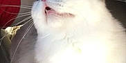 Zeus is registered to the contest to win money with this photo: cat, white_cat, blue_eyes, fluffy, whiskers, pet, animal, indoor, car, sunlight, closeup, feline, cute, domestic_cat, looking_up, soft_fur, mouth_open, human_arm, seat, relaxation