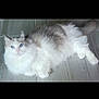Zeus joined the competition — help win amazing prizes! cat, fluffy, blue_eyes, white_fur, grey_fur, pet, indoor, floor, relaxed, animal, cute, lying_down, feline, portrait, domestic_cat, whiskers, ears, tail, looking_at_camera, soft_fur