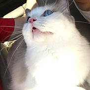 Zeus is registered to the contest to win money with this photo: animal, blue_eyes, candid, car_interior, cat, close_up, cute, domestic_cat, face, feline, fluffy, indoor, looking_up, overexposed, pet, pink_nose, soft, sunlight, whiskers, white_cat