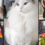 Zeus is registered to the contest to win money with this photo: cat, fluffy, blue_eyes, white_fur, pet, indoors, kitchen, countertop, animal, feline, cute, portrait, sitting, domestic_cat, fur, whiskers, household, hexagonal_tiles, background, calm