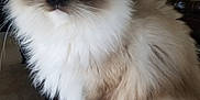Hades is registered to the contest to win money with this photo: cat, fluffy, blue_eyes, indoor, pet, feline, fur, animal, portrait, domestic, closeup, sitting, leather, home, cozy, mammal, whiskers, cute, face, relaxed