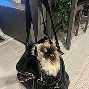Hades is registered to the contest to win money with this photo: cat, bag, handbag, indoor, floor, fur, blue_eyes, pet, curious, black, leather, zipper, home, plant, couch, chair, carpet, person_hand, animal, domestic