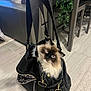 cat, bag, handbag, indoor, floor, fur, blue_eyes, pet, curious, black, leather, zipper, home, plant, couch, chair, carpet, person_hand, animal, domestic