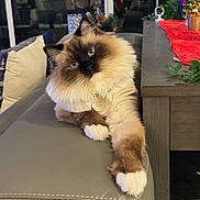 Hades joined the competition — help win amazing prizes! cat, fluffy, relaxed, indoor, couch, leather, paw, curious, blue_eyes, decor, holiday, christmas_tree, table, plant, cozy, furniture, pet, fur, mammal, domestic